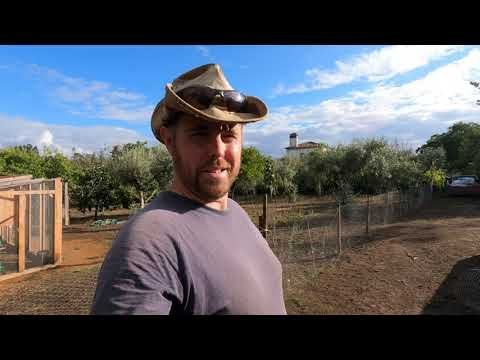 France - chicken road